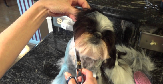 Dog Grooming Orlando FL